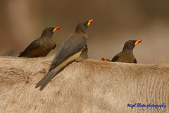Yellow-billed Oxpecker Yellow-billed Oxpecker